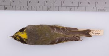 Media type: image;   Ornithology 208366